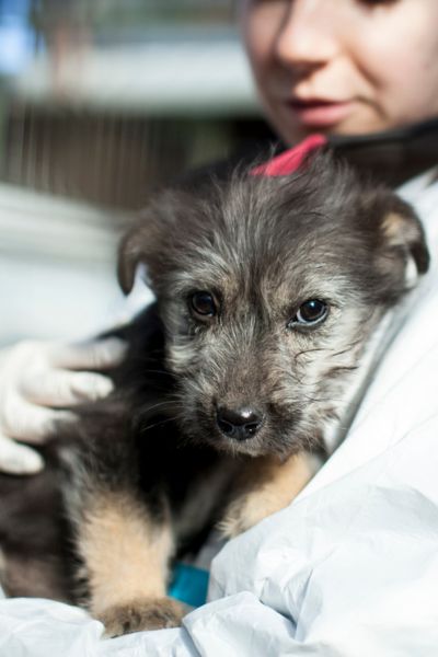 Grau weißer Welpe Lily wird auf dem Arm gehalten