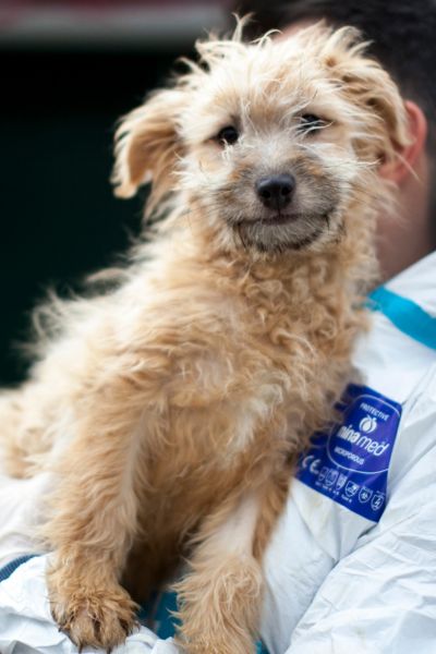 Mango auf dem Arm eines Pflegers