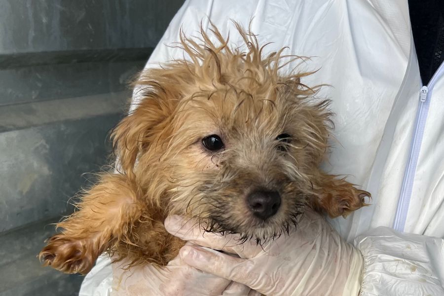 Welpe Mango auf dem Arm