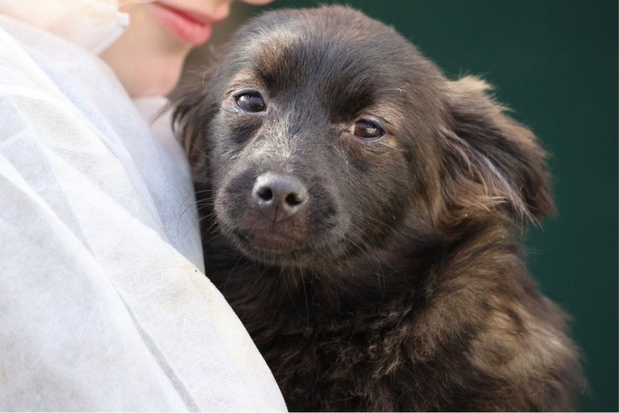Welpe mit schwarzem Fell befindet sich auf dem Arm