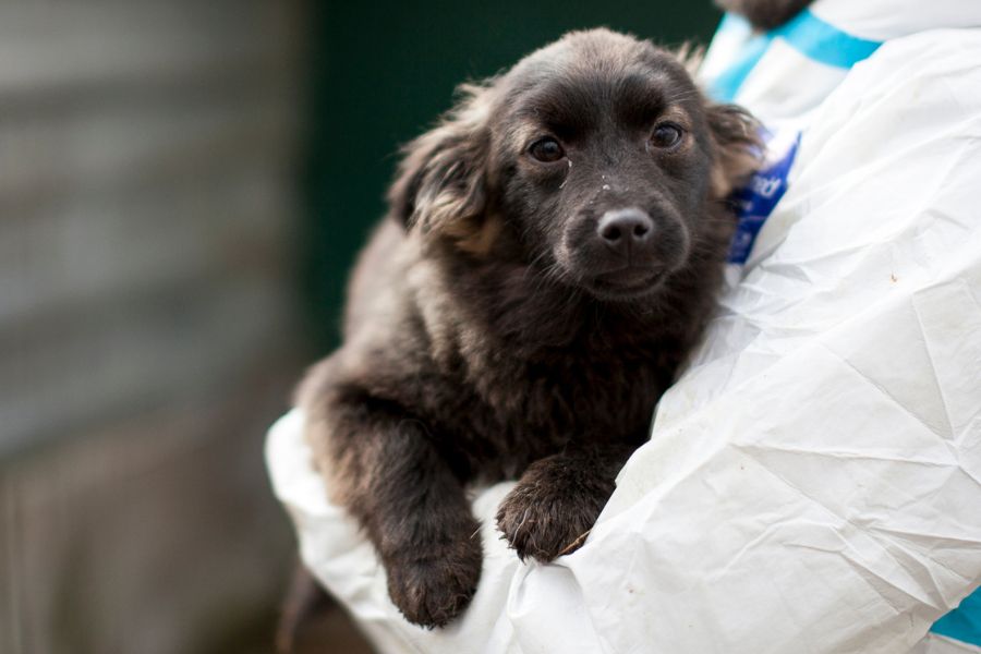 Welpe mit schwarzem Fell befindet sich auf dem Arm