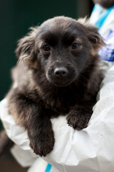 Welpe mit schwarzem Fell befindet sich auf dem Arm