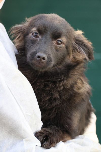 Welpe mit schwarzem Fell befindet sich auf dem Arm