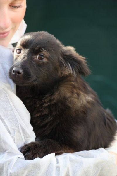 Welpe mit schwarzem Fell befindet sich auf dem Arm