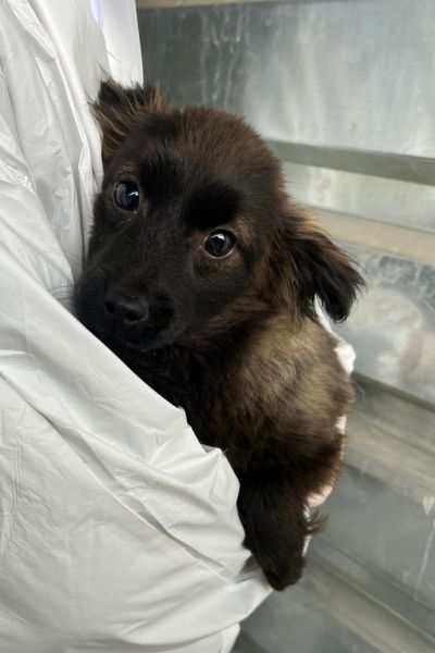 Welpe mit schwarzem Fell befindet sich auf dem Arm