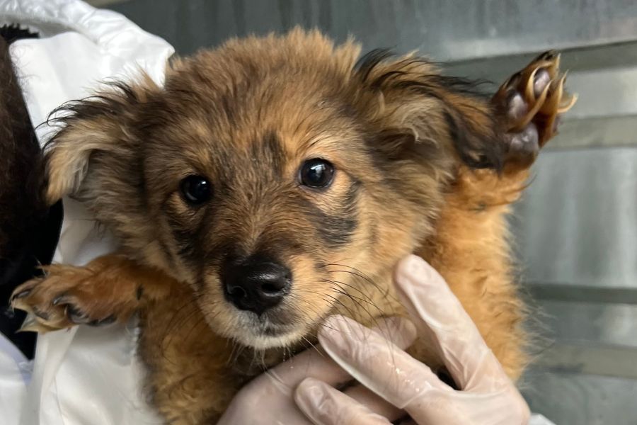 Welpe Papaya auf dem Arm