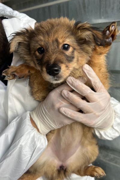 Welpe Papaya mit braunem Fell wird auf dem Arm genommen.