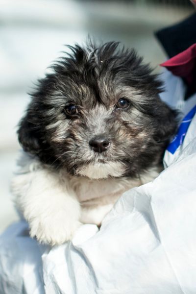 Welpe Poppy wird hochgehalten