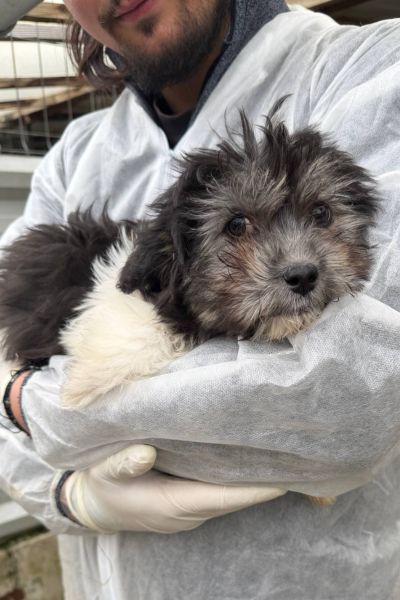 Welpe Poppy wird hochgehalten