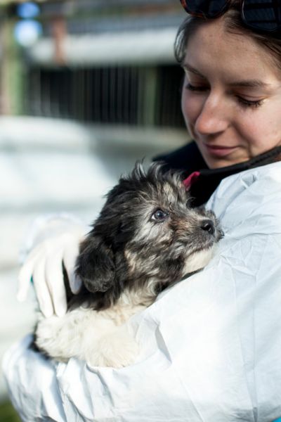 Welpe Poppy wird hochgehalten