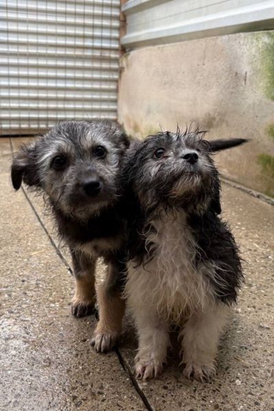 Welpe Poppy schaut hoch