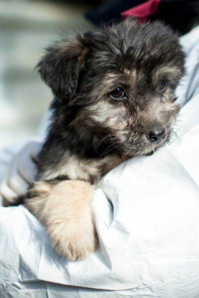 Rose sieht lieb und brav in die Kamera