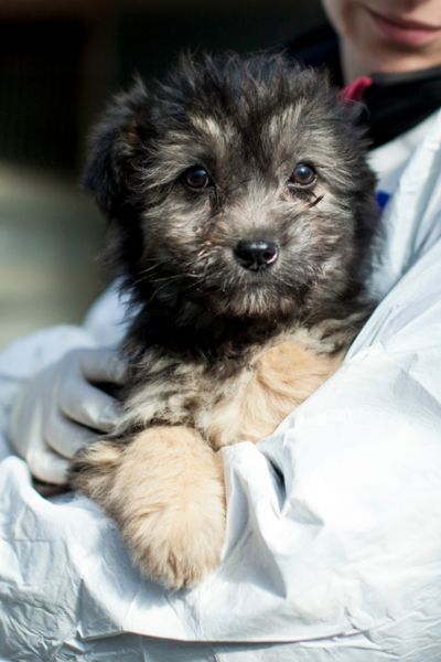 Rose sieht lieb und brav in die Kamera