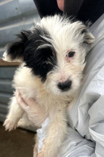 Welpe Charly wird auf dem Arm gehalten.