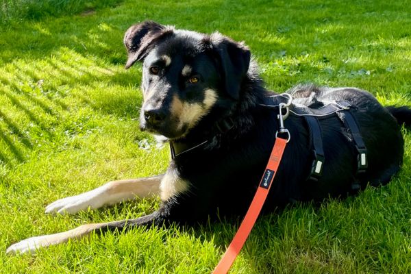 Lyka liegt im Gras und schaut in die Kamera.
