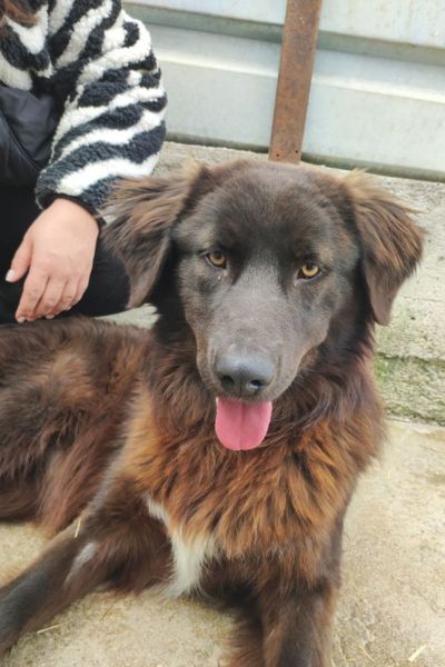 Braun-schwarzer Hund liegt im Tierheim, eine Person sitzt hinter ihm.