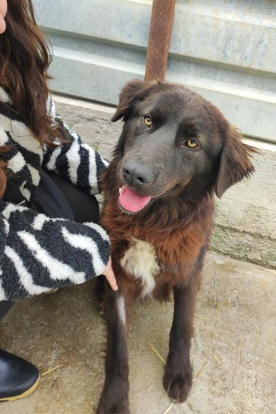 Braun-schwarzer Hund sitzt neben einer Person und lässt sich streicheln.