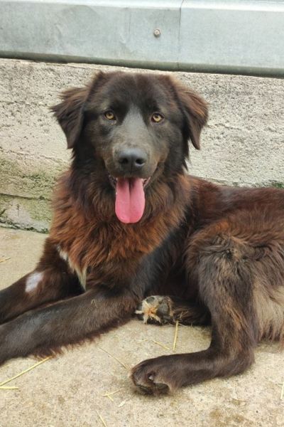 Großer braun-schwarzer Hund liegt im Tierheim mit heraushängender Zunge.