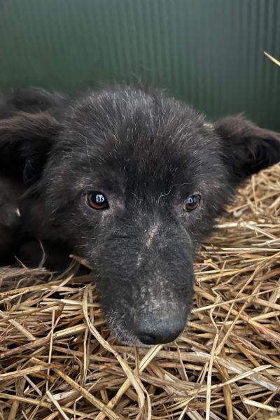 Hund mit schwarzem Fell liegt im Stroh