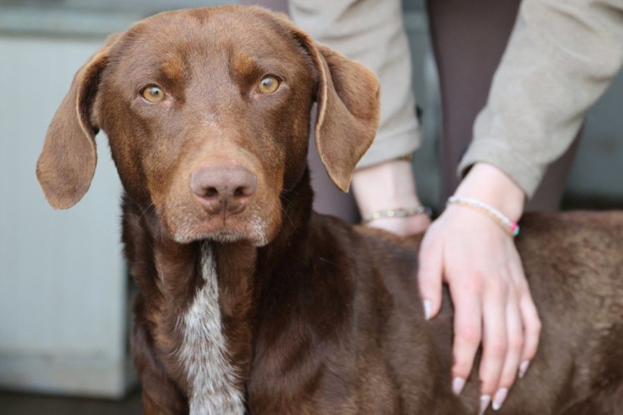Hündin Asuka schaut in die Kamera