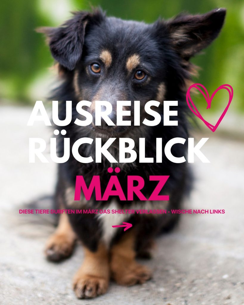 Ausreise-Rueckblick-März-01-2026-Hunderettung-Europa
