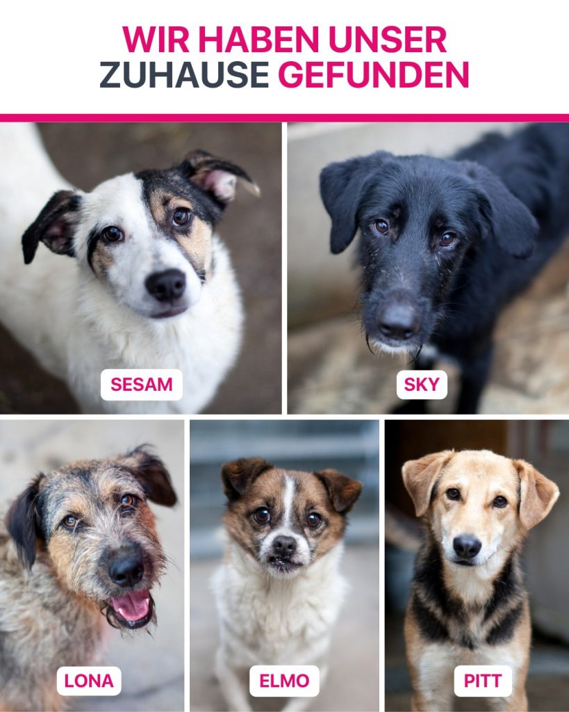 Ausreise-Rueckblick-März-02-2026-Hunderettung-Europa