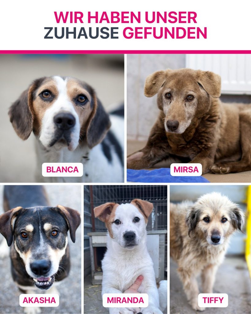 Ausreise-Rueckblick-März-03-2026-Hunderettung-Europa