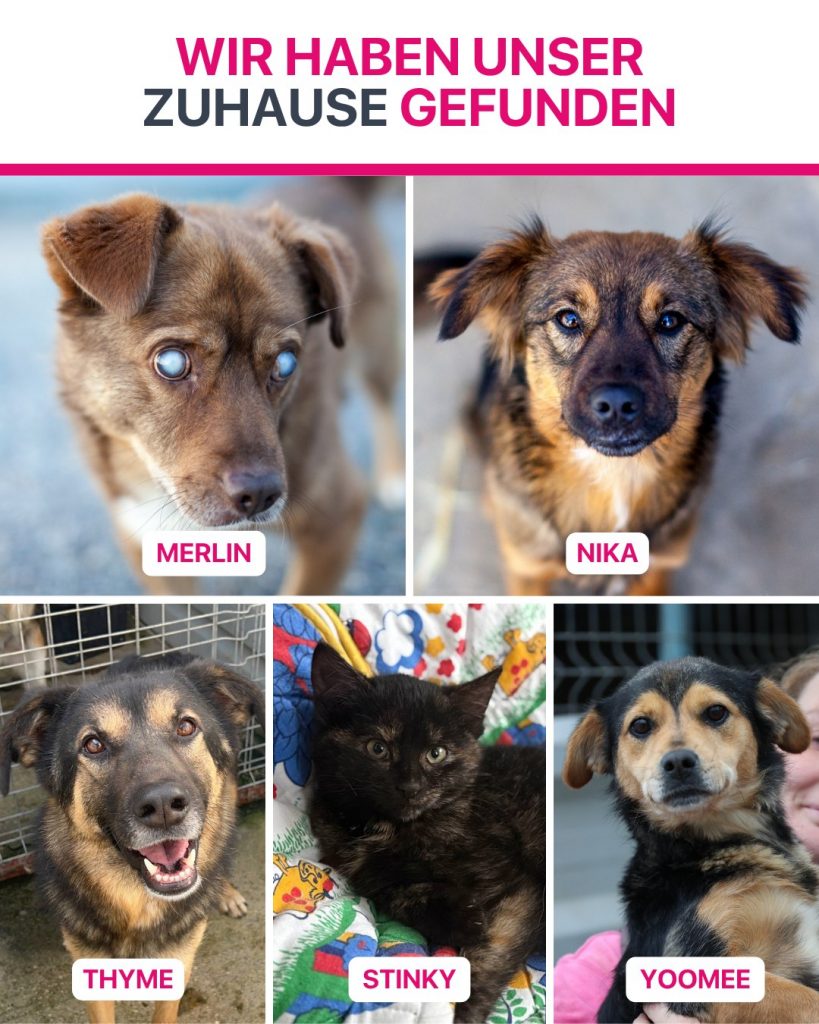 Ausreise-Rueckblick-März-04-2026-Hunderettung-Europa