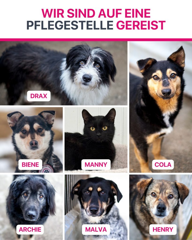 Ausreise-Rueckblick-März-05-2026-Hunderettung-Europa