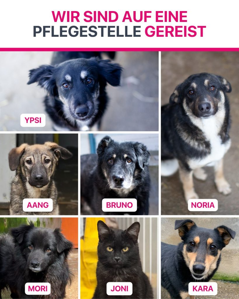 Ausreise-Rueckblick-März-06-2026-Hunderettung-Europa