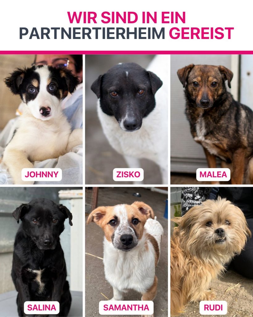 Ausreise-Rueckblick-März-07-2026-Hunderettung-Europa