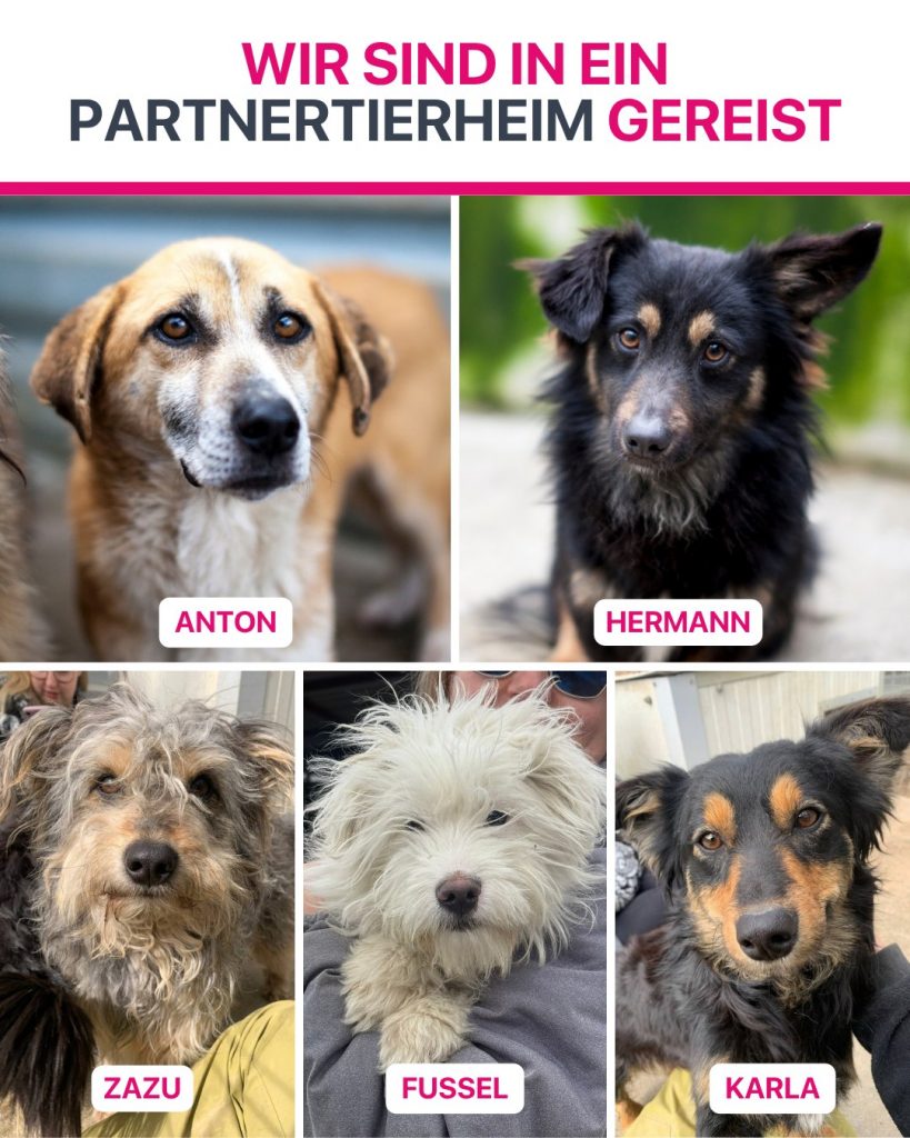 Ausreise-Rueckblick-März-08-2026-Hunderettung-Europa