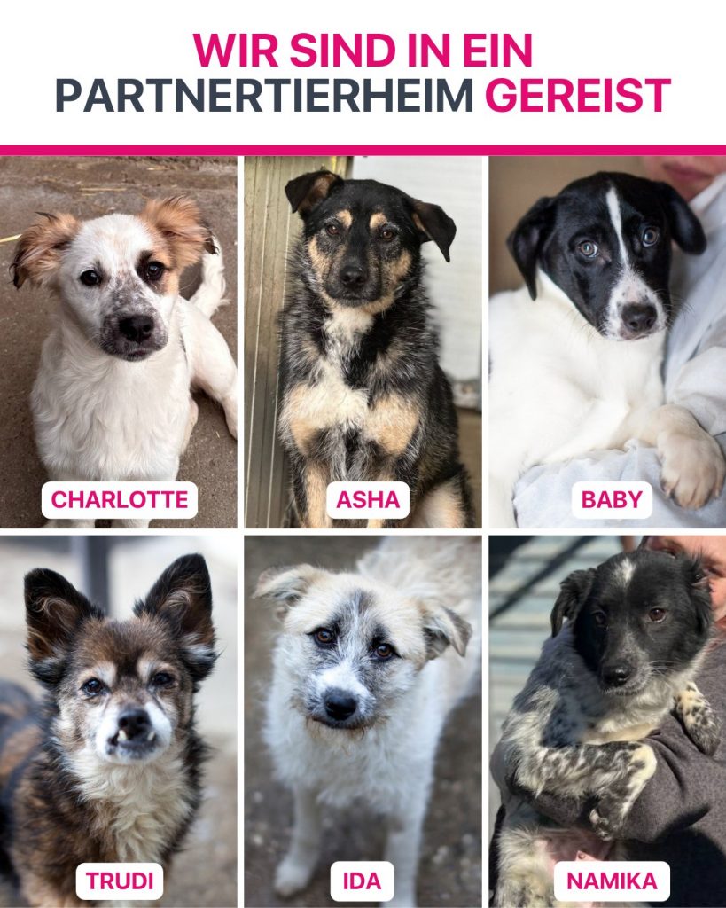 Ausreise-Rueckblick-März-09-2026-Hunderettung-Europa