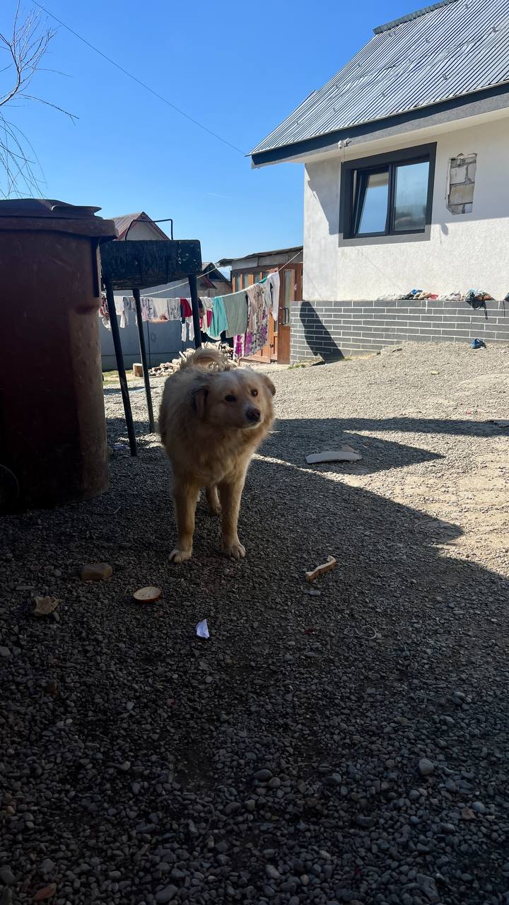 Dieser Hund hat von seinen Besitzern noch Brot zu fressen bekommen.