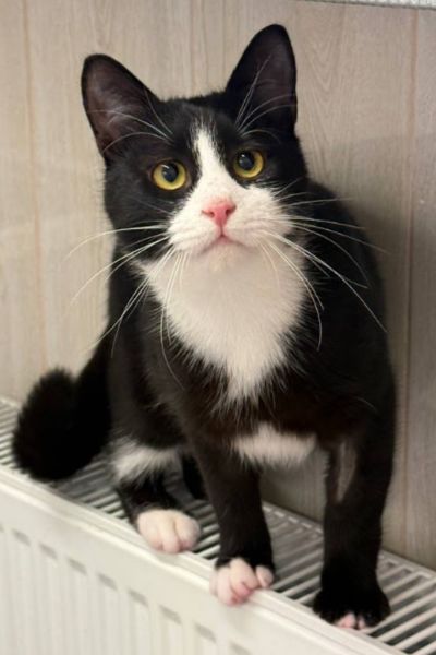 Clausi ist ein schwarz-weißer Kater mit grünen Knopfaugen