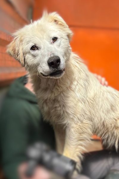 Weißer Hund schaut in Kamera