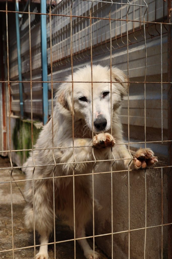 Weißer Hund schaut in Kamera