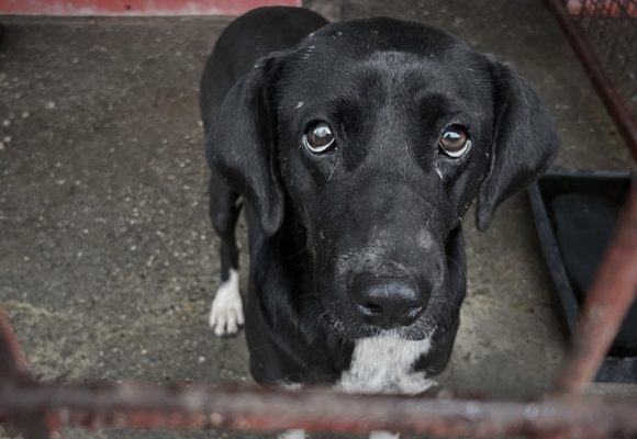 Schwarzer Hund mit traurigen Augen im Zwinger einer Tötungsstation in Rumänien