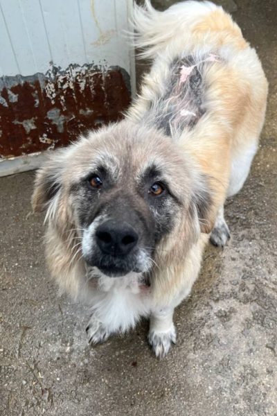 Hazel schaut in die Kamera