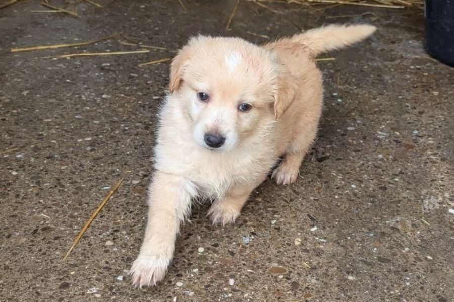 Heller Welpe Howard läuft im Tierheim über den Boden.