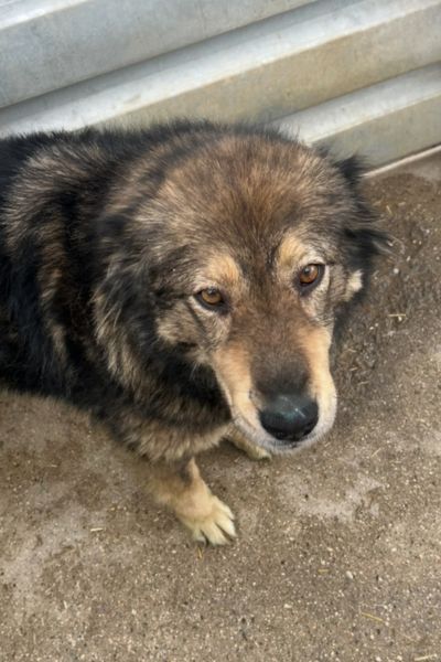 Hund sieht seine Pflegerin an.