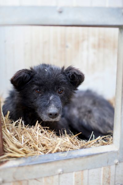 Hund mit schwarzem Fell in einer Hundehütte