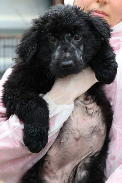 Welpe sieht etwas verängstigt in die Kamera