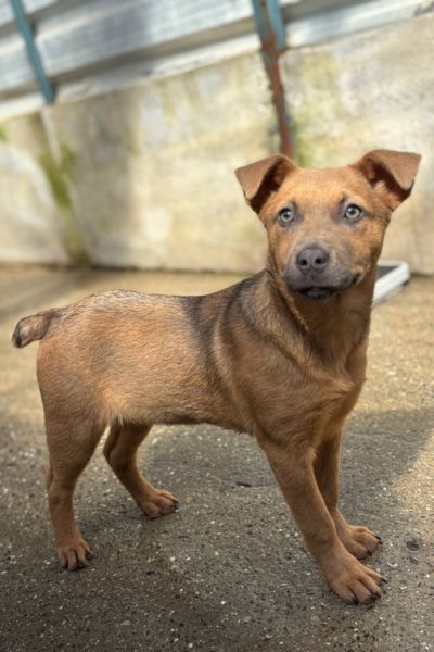 Braune Hündin Shego steht im Tierheim und schaut aufmerksam in die Kamera.