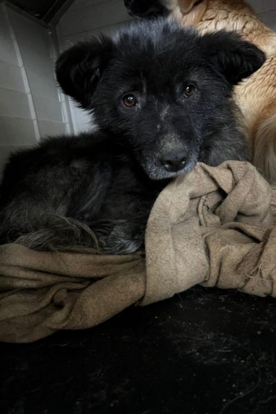 Hund mit schwarzem Fell liegt zusammengekauert in einer Hütte