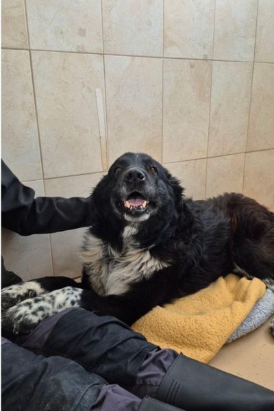 Hund wird von einer Pflegerin gestreichelt.