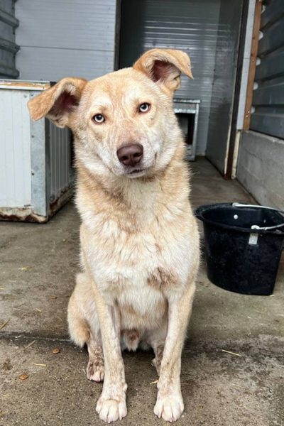 Hund mit beigem Fell sitzt im Zwinger und schaut in die Kamera.