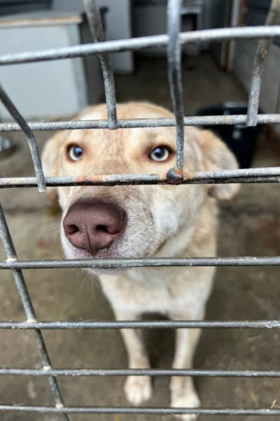 Hund mit beigem Fell befindet sich hinter den Gittern eines Zwingers.