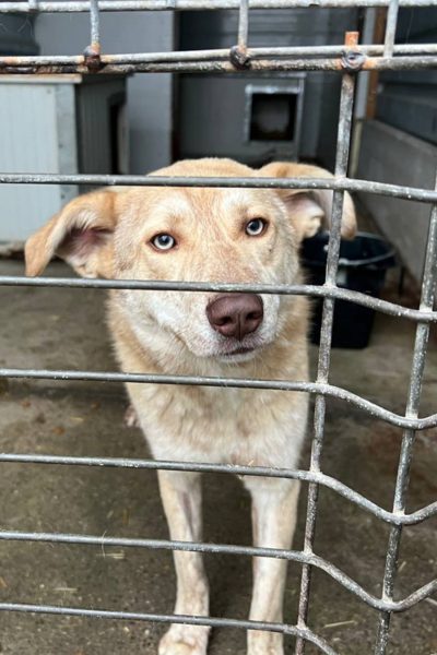 Hund mit beigem Fell befindet sich hinter den Gittern eines Zwingers.