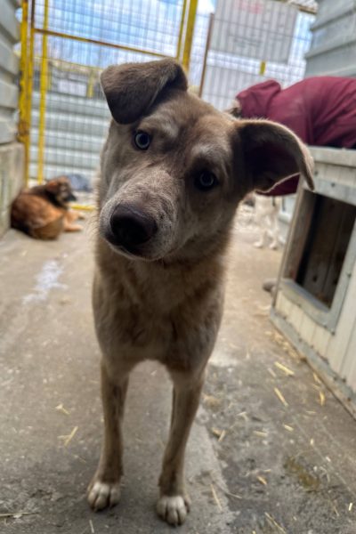 Hund mit beigem Fell steht im Zwinger und schaut in die Kamera.